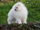 Don chiot spitz nain femelle blanche