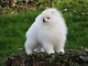 Don chiot spitz nain femelle blanche