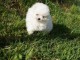 Don chiot spitz nain femelle blanche