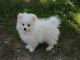 Don chiot spitz nain femelle blanche