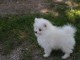 Don chiot spitz nain femelle blanche