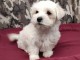 Voici mon mignon bichon maltais Male