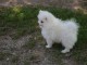 Don chiot spitz nain femelle blanche