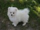 Don chiot spitz nain femelle blanche