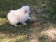 Don chiot spitz nain femelle blanche