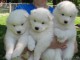 Magnifiques chiots samoyede males et femelle agés de trois mois