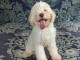 Lagotto Romagnolo chiots