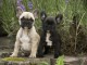 A vendre chiot boxer gratuit