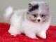 Gorgeous Pomeranian puppies