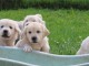 Chiots golden retriever inscrit au lof 