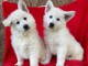 magnifiques chiots bergers blancs suisse 