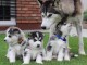  chiots de race Husky Sibériens de