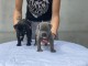 Cane Corso chiots à vendre