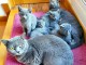 Magnifiques chatons chartreux ,