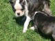 chiots boston terrier