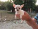 Chiot chihuahua femelle et mâle à adopter