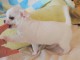 Chiot chihuahua femelle et mâle à adopter