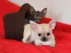 Chiot chihuahua femelle et mâle à adopter