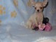 Chiot chihuahua femelle et mâle à adopter