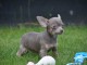 Chiot chihuahua femelle et mâle à adopter
