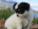 Chiot chihuahua femelle et mâle à adopter