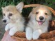 Welsh Corgi Pembroke chiots