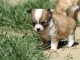 A donner chiot chihuahua très belle femelle