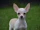 A donner chiot chihuahua très belle femelle