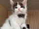 Magnifique chaton maine coon a en adoption