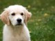 Recherche personne qui donne chiot gratuit merci de me contacter 