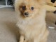 nos adorable chiots spitz nain