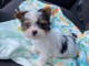 Magnifique chiot Yorkshire en adoption