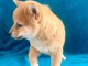 Disponible chiots shiba a donner