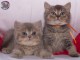 Chatons british shorthair a donner