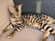 Magnifique chatons de BENGAL à adopter