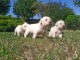 Chiots Labrador Retriever disponible