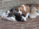 7 magnifiques chiots Beagles