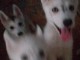 Mignons chiots Husky Sibérien à donner 