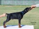 Dobermann chiots à vendre