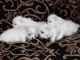 A donner Chiots bichon maltais