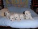 A donner Chiots bichon maltais