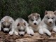 Magnifique chiots sibérien Husky