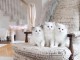 Superbes chatons Ragdoll 