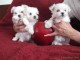 Magnifique chiots bichon maltais 