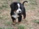 Chiots bouvier bernois trois mois 