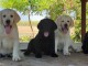 Labrador Retriever chiots