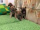 Shiba Inu chiots à vendre