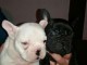 Nos adorables bb bouledogue