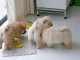 Adorables chiots chow chow