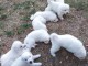 8 Chiots berger blanc suisse A donner